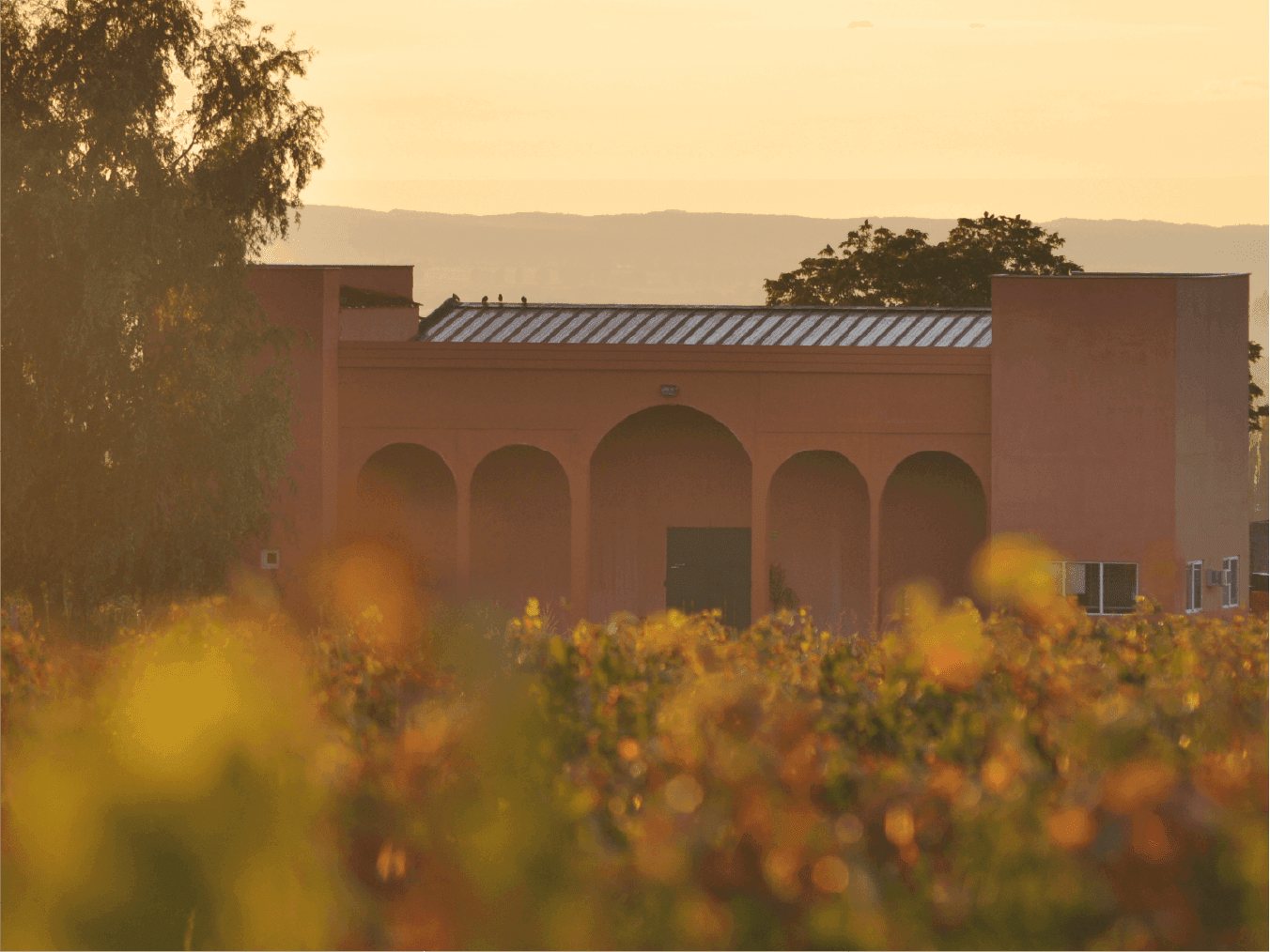 Bodega Raffy - Familia Zanchetta al atardecer, rodeada de viñedos