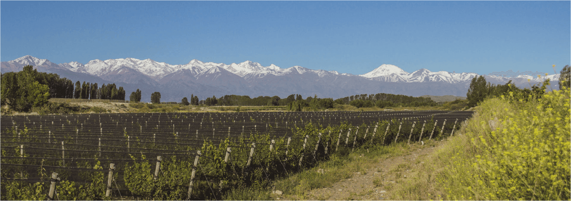 Viñedos de la propiedad con la Cordillera de los Andes de fondo