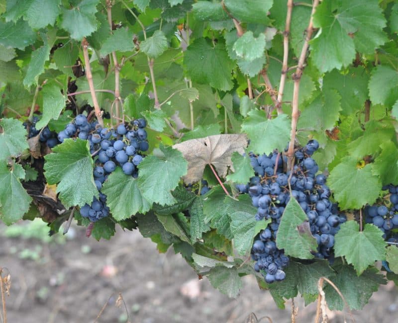 Racimos de uva malbec en la vid
