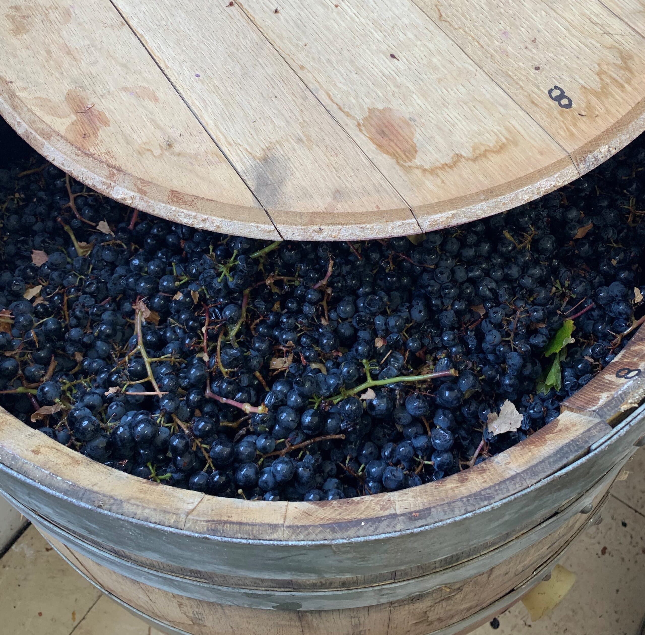 Uvas cosechadas dentro de una barrica abierta