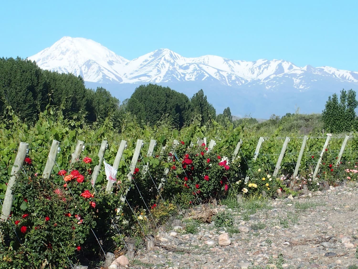 Viñedo de Malbec con la Cordillera de los Andes al atardecer